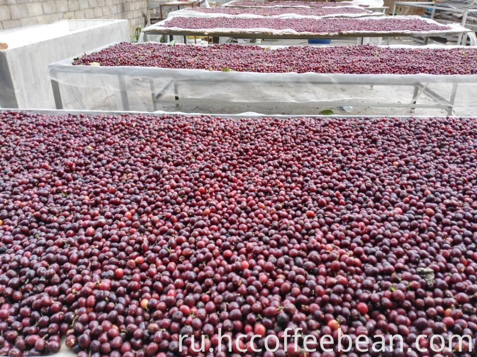 Кофе в зернах китайской арабики, мытый, полированный, новый урожай, экран: 14-16